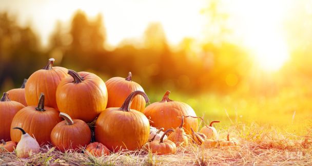 Гарбуз / © Credits