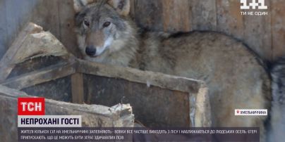 В Хмельницкой области стая волков загрызла большого домашнего пса