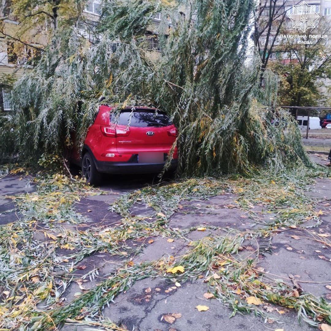 Ураган натворил беды в Киеве: обнаружено около 600 поврежденных деревьев –  фото – новости 1+1 — Киев