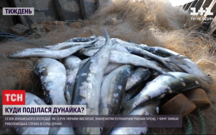 Дунайская селедка что это. Смотреть фото Дунайская селедка что это. Смотреть картинку Дунайская селедка что это. Картинка про Дунайская селедка что это. Фото Дунайская селедка что это