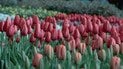 Тюльпани