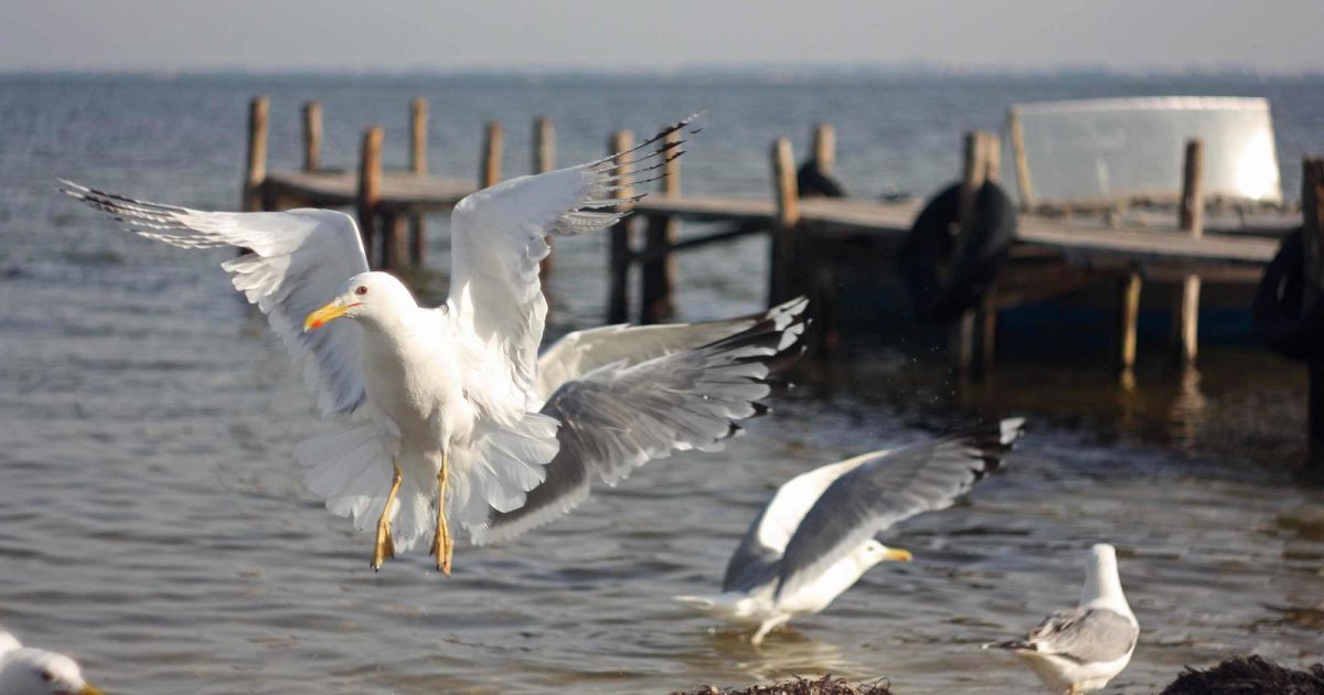 Россия направила к острову Джарылгач корабль береговой охраны ФСБ для сокрытия добычи песка