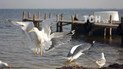 Росія направила до острова Джарилгач корабель берегової охорони ФСБ для приховання видобутку піску