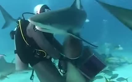 В Карибском море дайверы накормили 50 голодных акул и сняли это на видео