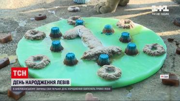 Новини світу: в американському звіринці влаштували день народження для трьох левів