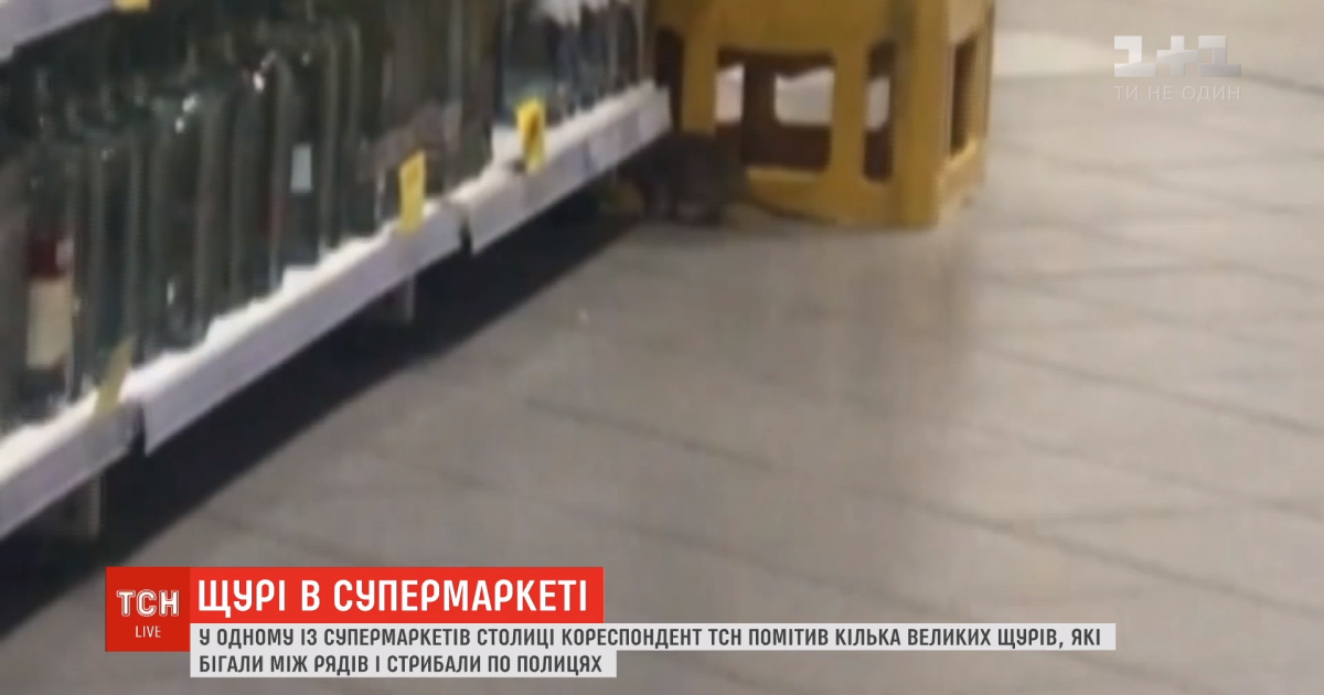 У київському супермаркеті поміж продуктів бігають щури: чим небезпечні гризуни