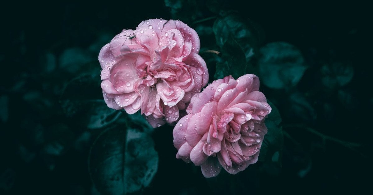 Когда лучше поливать розы