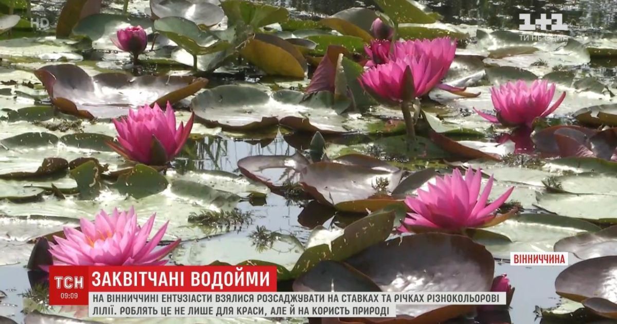 В Винницкой области энтузиасты рассаживают на прудах и реках разноцветные лилии
