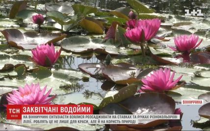 В Винницкой области энтузиасты рассаживают на прудах и реках разноцветные лилии