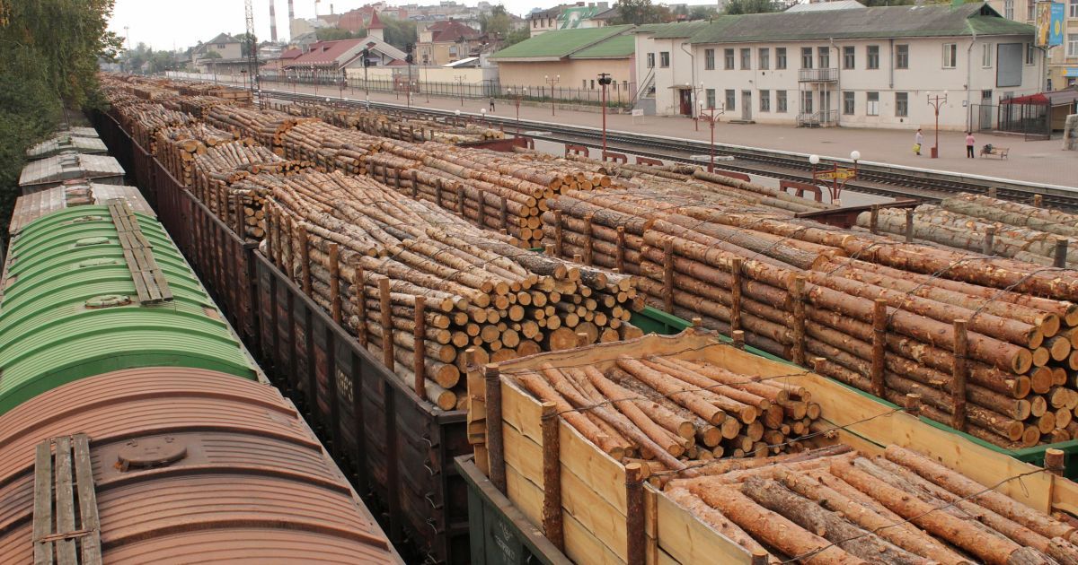 Кабмин уволил руководителя Гослесагентства и запретил любую вырубку лесов