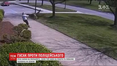 У США гусак напав на копа, коли той йшов на роботу