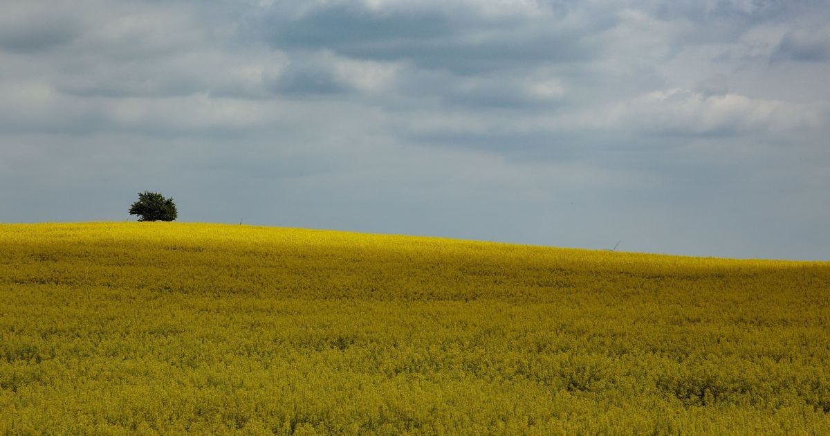 Рада ухвалила у першому читанні законопроєкт про відкриття в Україні ринку землі: що він передбачає
