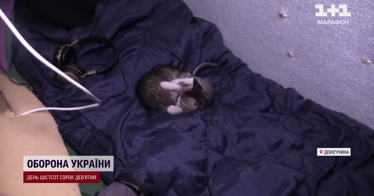 Кошки на фронте