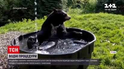 Новости мира: Сети появилось видео, как медведь из американского зоопарка принимает водные процедуры