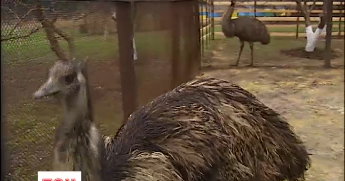 Птах відзивається на кличку Кабул - із таким позивним воював син осиротілої матері і саме вона змінила йому кличку