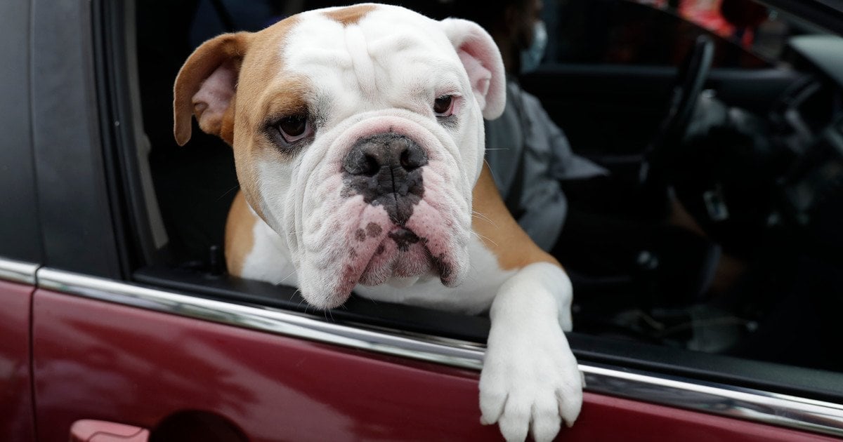 Чи люблять собаки обійматися, чи просто терплять людські ласки