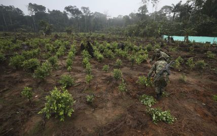Посевы коки в Колумбии выросли до исторического максимума и угрожают биоразнообразию страны — ООН