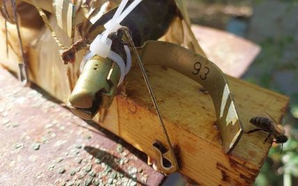 Украинские пчелы против российских оккупантов: рой помешал взрыву гранат, заложенных в улей на Киевщине