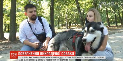 Щасливе повернення Фібі: викрадену собаку знайшли за 30 кілометрів від дому