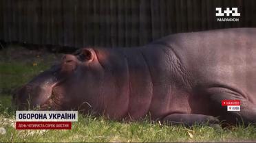 Літній сезон у київському зоопарку: тварини повертаються до відкритих вольєрів