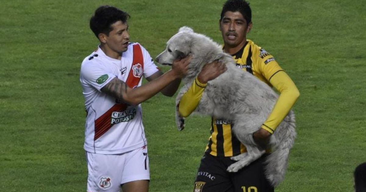 Игрок "Стронгест" Рауль Кастро станет хозяином бездомного Качито, elpotosi.net