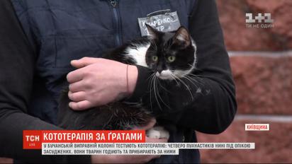 В исправительной колонии на Киевщине тестируют кототерапию: четверо пушистиков уже под опекой осужденных