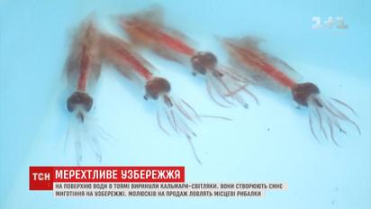 Кальмари-світляки утворюють синє миготіння на узбережжі японської Тоями