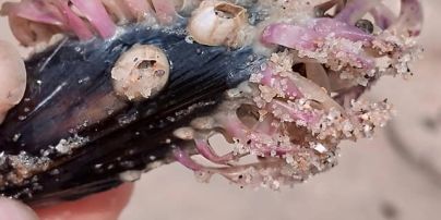 Опаснее медуз: в Азовском море размножается вредный хищник