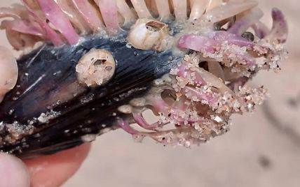 Опаснее медуз: в Азовском море размножается вредный хищник