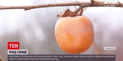 Як обрати стиглу хурму на базарі та чи можливо виростити цю ягоду у себе в саду