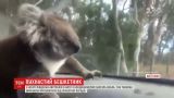 Пушистый оккупант: коала спряталась от жары в авто с кондиционером и отказывалась вылезать