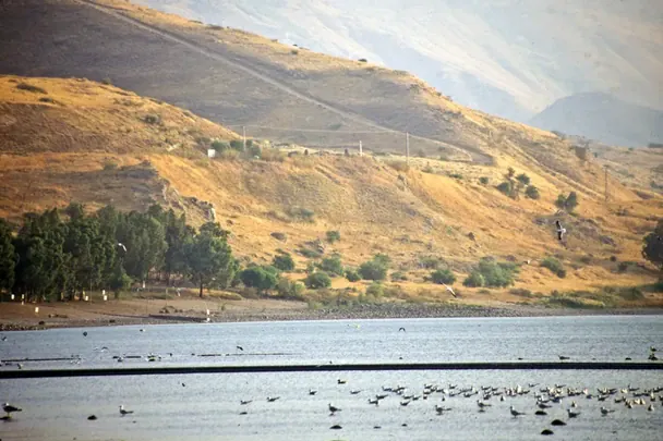 Дослідники знайшли місце, в якому Ісус здійснив чудесне вигнання нечистого духу у стадо свиней