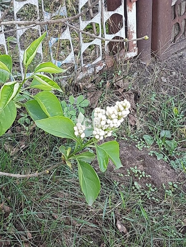 Бузок / © ТСН