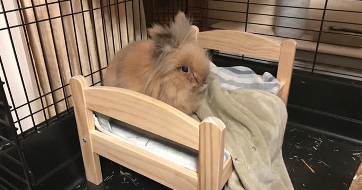 Найстаріший кролик у світі