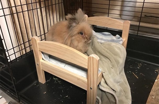 Гербі з Британії став найстарішим кроликом планети: рекорд Гіннеса в 15 років та 82 дні