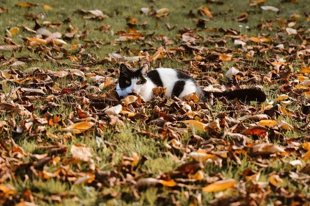 Народні прикмети 9 жовтня / © pexels.com