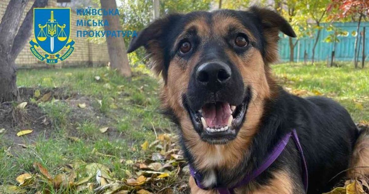 Собачка Пуля отримала забої м’яких тканин та грудної клітини