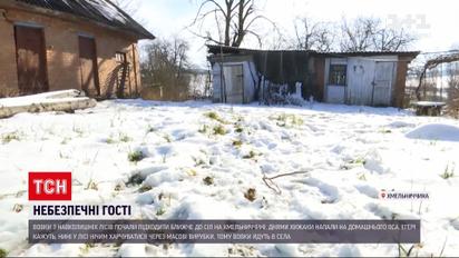 В Хмельницкой области волки держат в страхе сразу несколько сел
