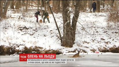 У штаті Коннектикут оленя рятували зі скрижанілої річки