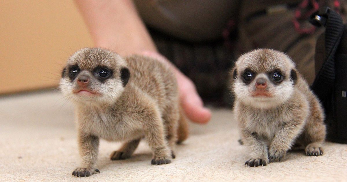Детеныши постепенно начинают исследовать окружающий мир. / © Taronga Zoo