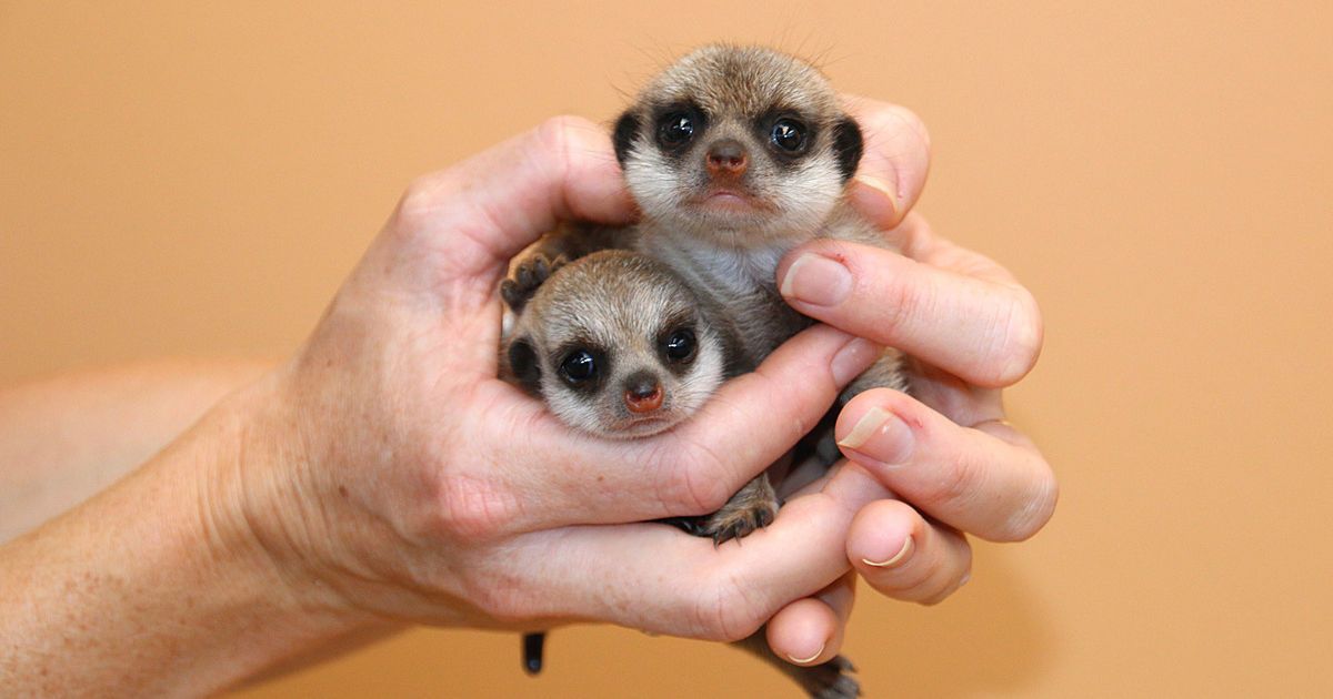 Детеныши постепенно начинают исследовать окружающий мир. / © Taronga Zoo