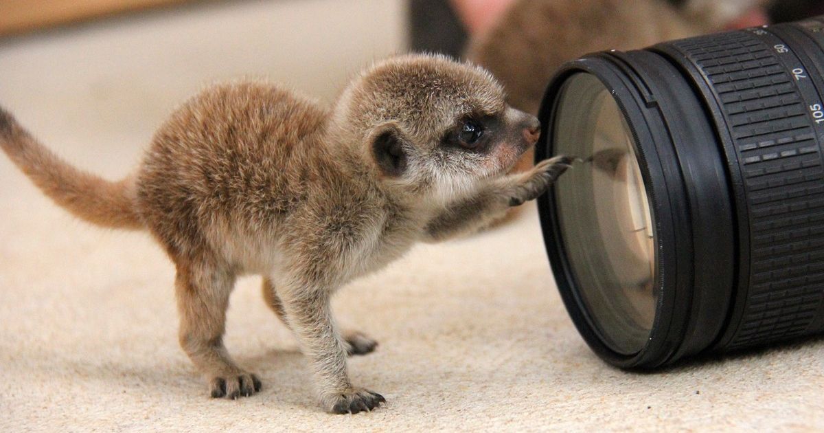 Детеныши постепенно начинают исследовать окружающий мир. / © Taronga Zoo