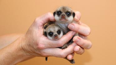 Детеныши постепенно начинают исследовать окружающий мир. / © Taronga Zoo