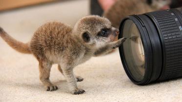 Детеныши постепенно начинают исследовать окружающий мир. / © Taronga Zoo