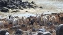 Козы / Фото: Abrolhos National Marine Park