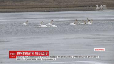 Селяне просят спасти лебедей, которые оказались в ледяной ловушке на реке