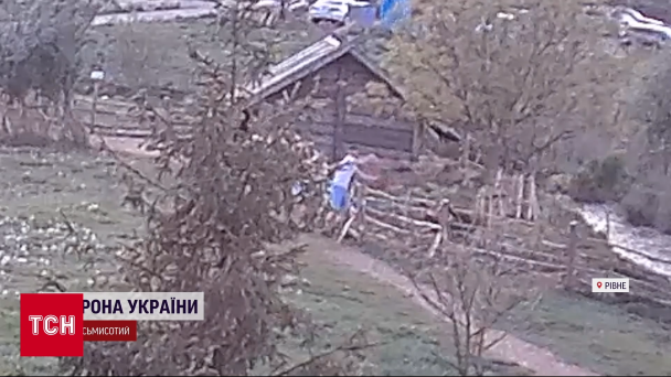 Молодики, які знущались з тварин