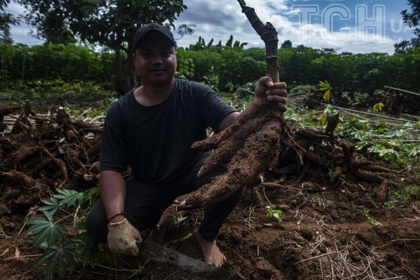 Касава / © Getty Images