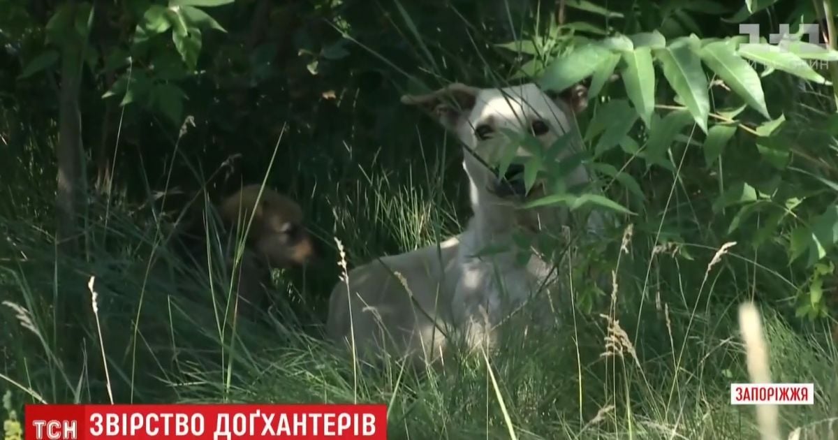 У Запоріжжі шкуродери спалили живцем кількох цуценят у парку
