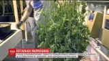 Выращивать, покупать, продавать: Канада полностью легализовала употребление марихуаны